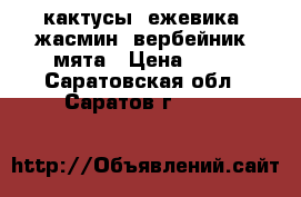 кактусы, ежевика, жасмин, вербейник, мята › Цена ­ 70 - Саратовская обл., Саратов г.  »    